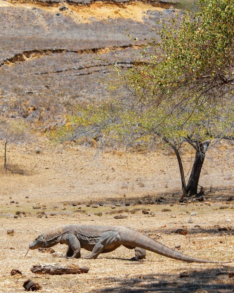 Interesting Facts on Komodo Tour No One Has Told You