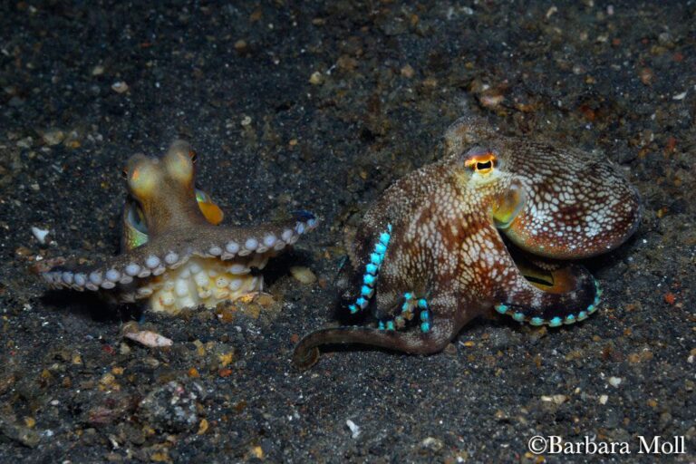 Coconut Octopus