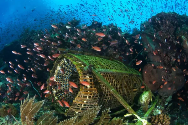Diving in Indonesia