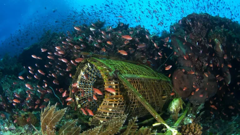 Diving in Indonesia