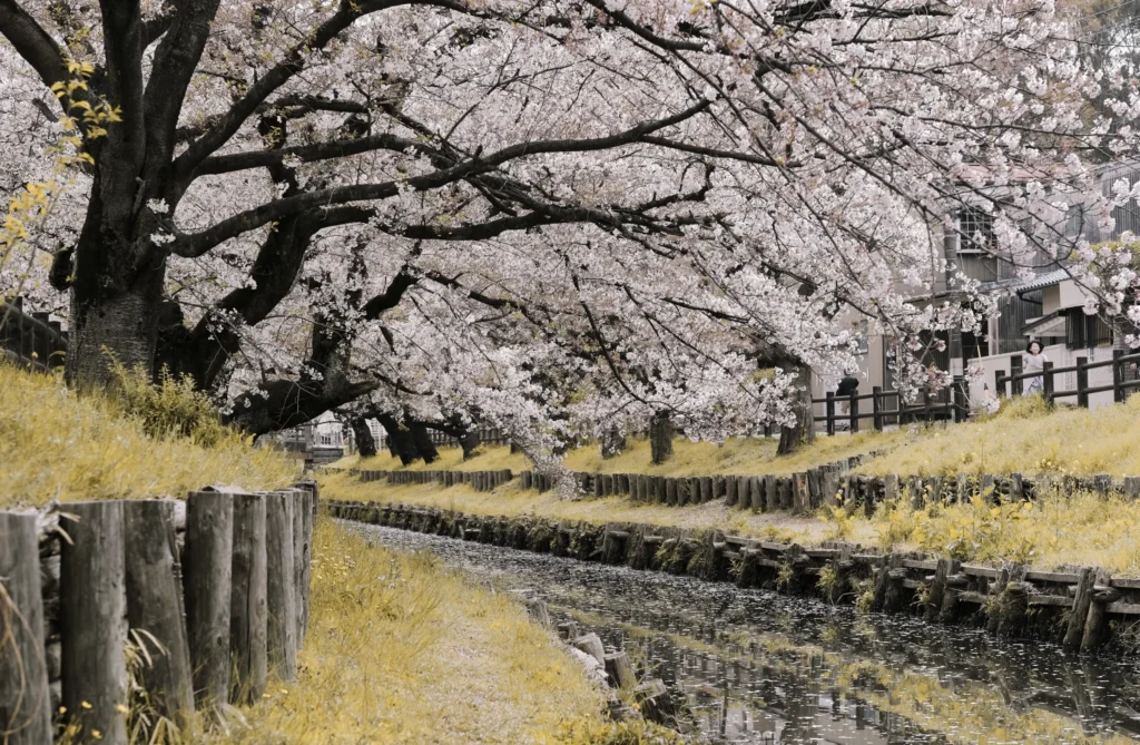 japan autumn leaves