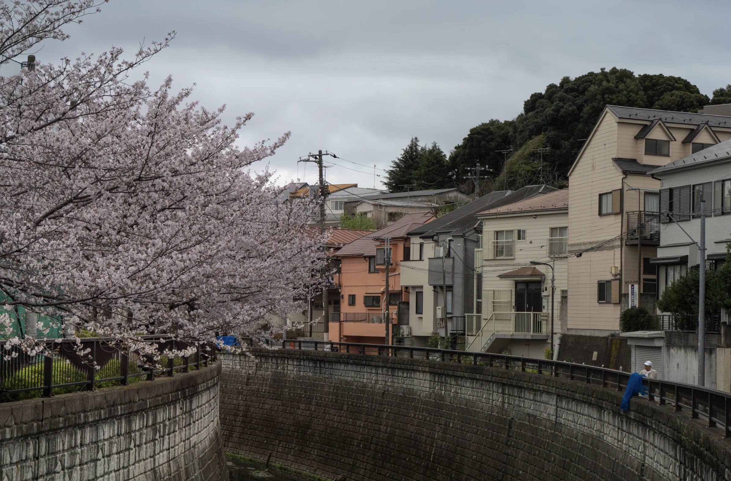 japan cherry blossom